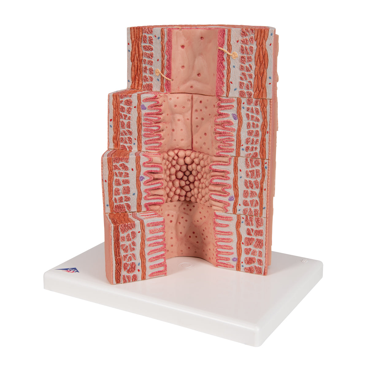 3B MICROanatomy Digestive System Model, 20-times Magnified