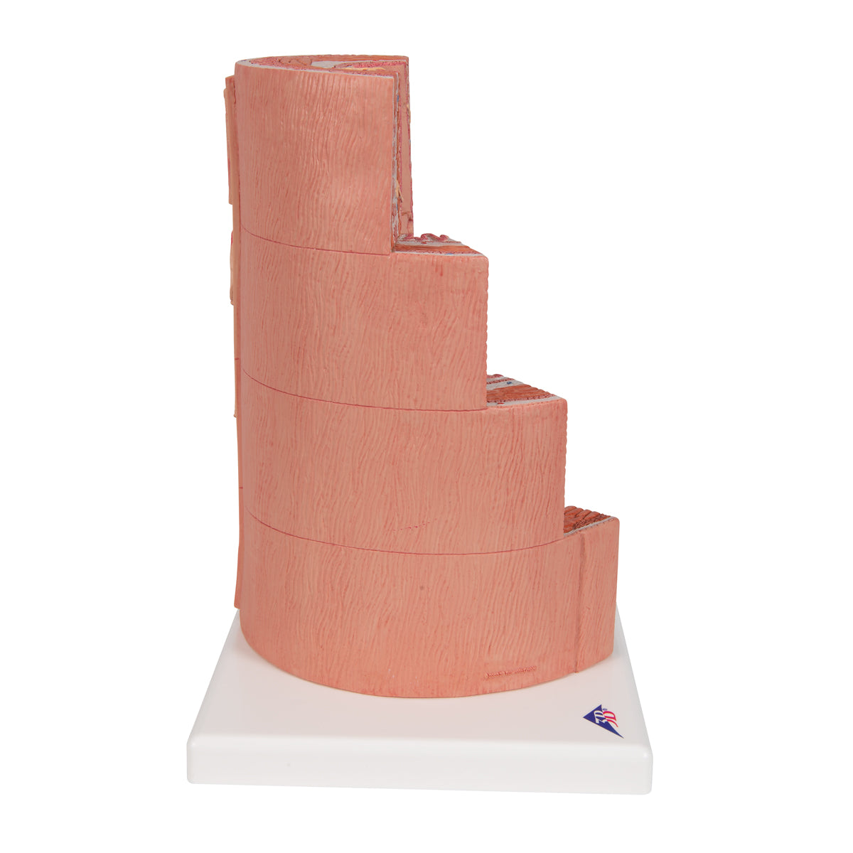 3B MICROanatomy Digestive System Model, 20-times Magnified