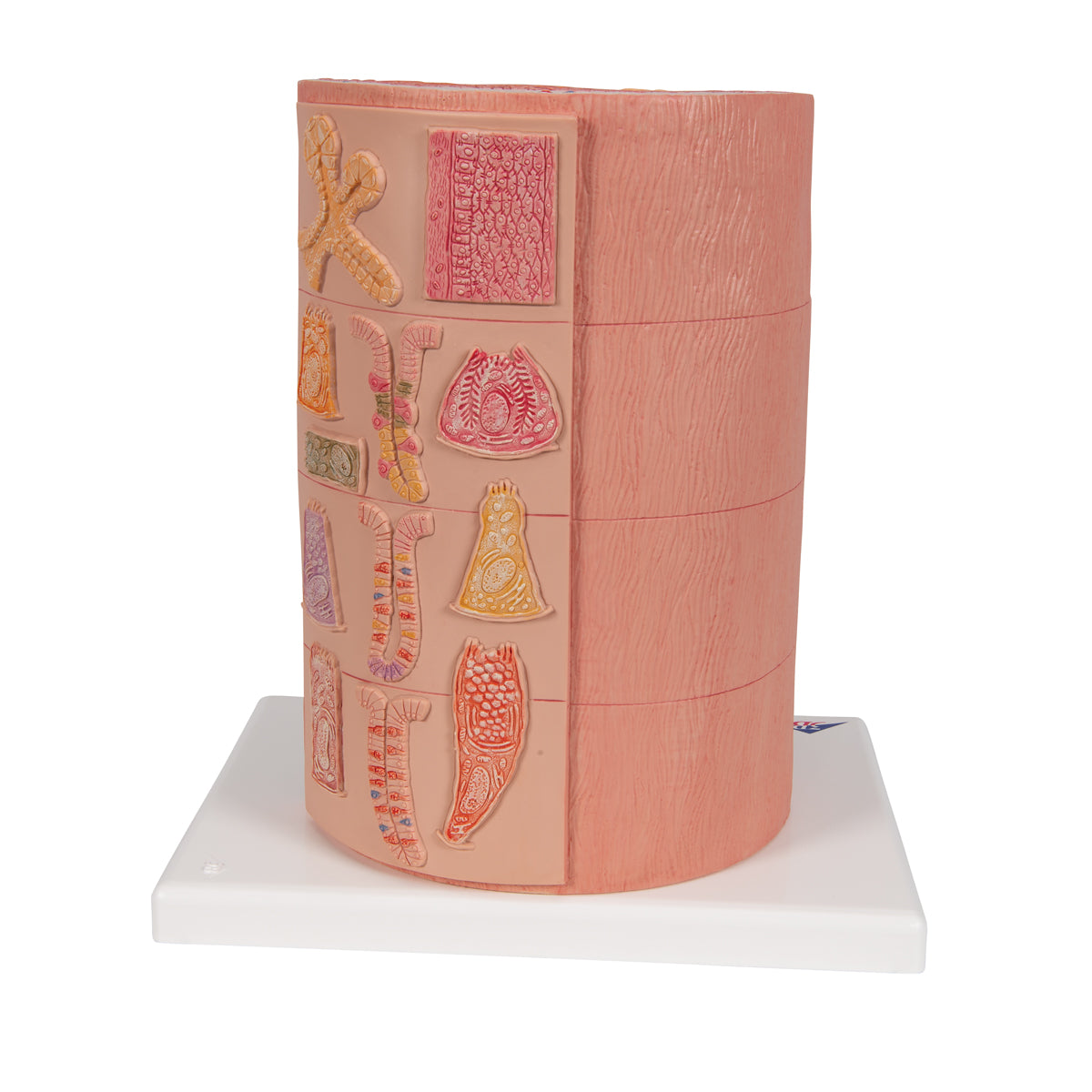 3B MICROanatomy Digestive System Model, 20-times Magnified