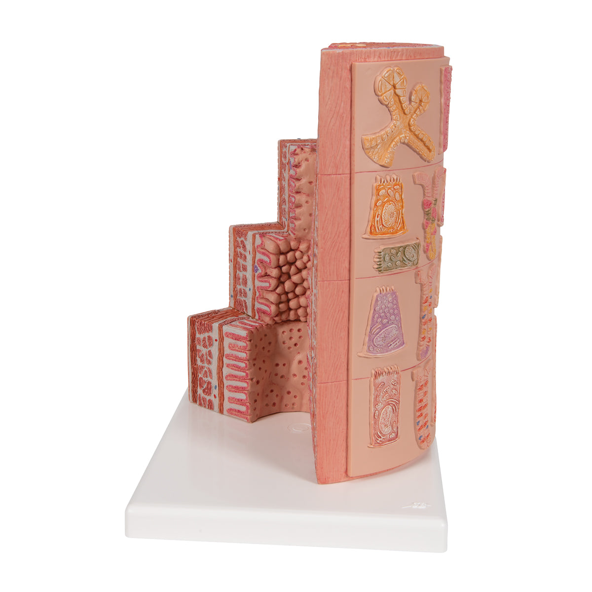 3B MICROanatomy Digestive System Model, 20-times Magnified