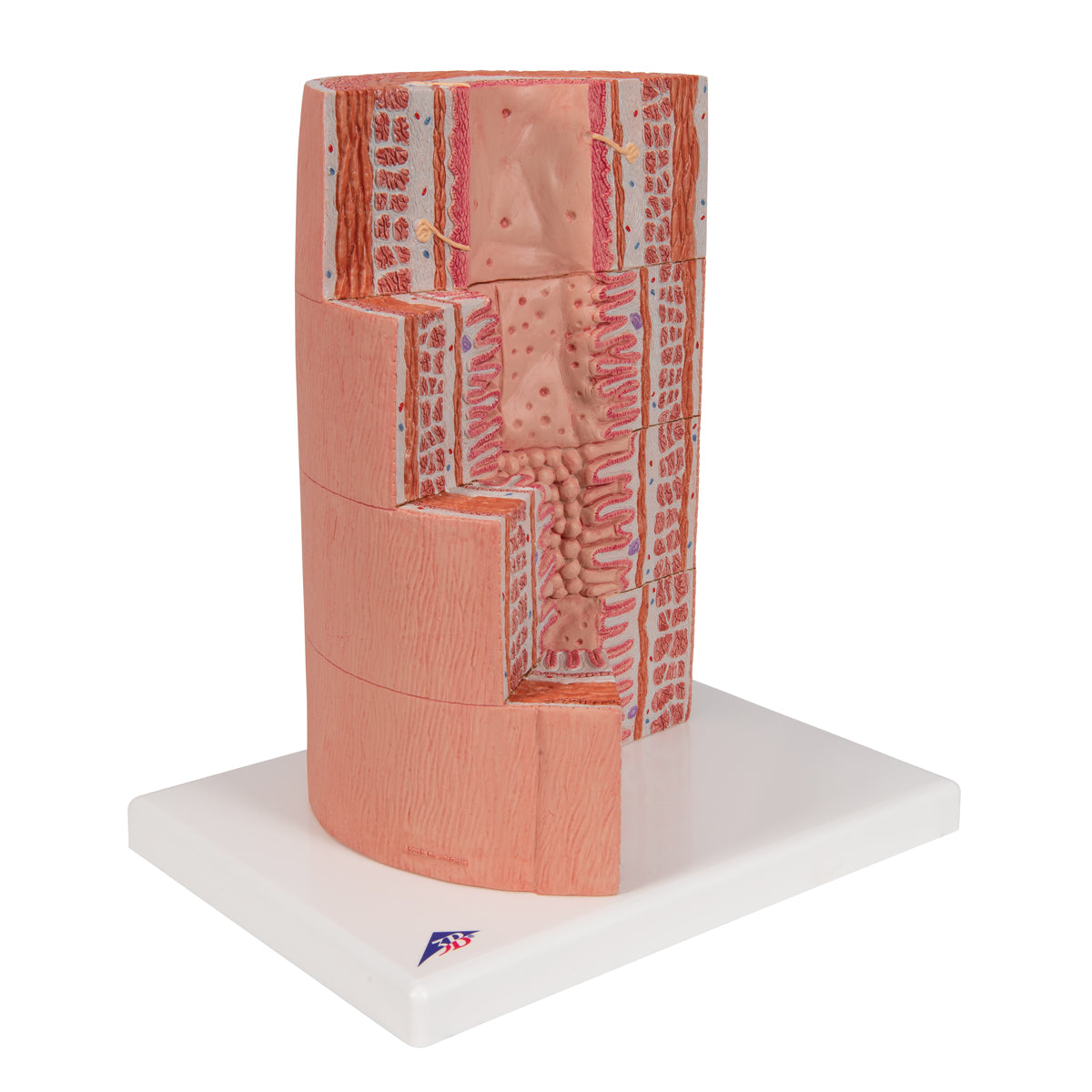 3B MICROanatomy Digestive System Model, 20-times Magnified