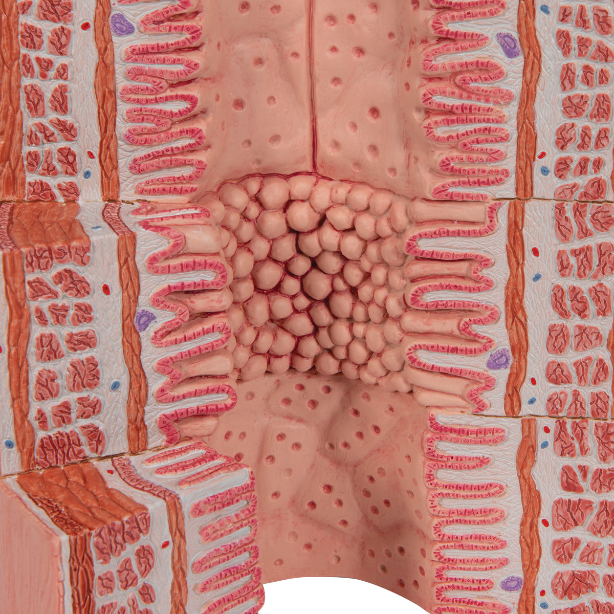 3B MICROanatomy Digestive System Model, 20-times Magnified