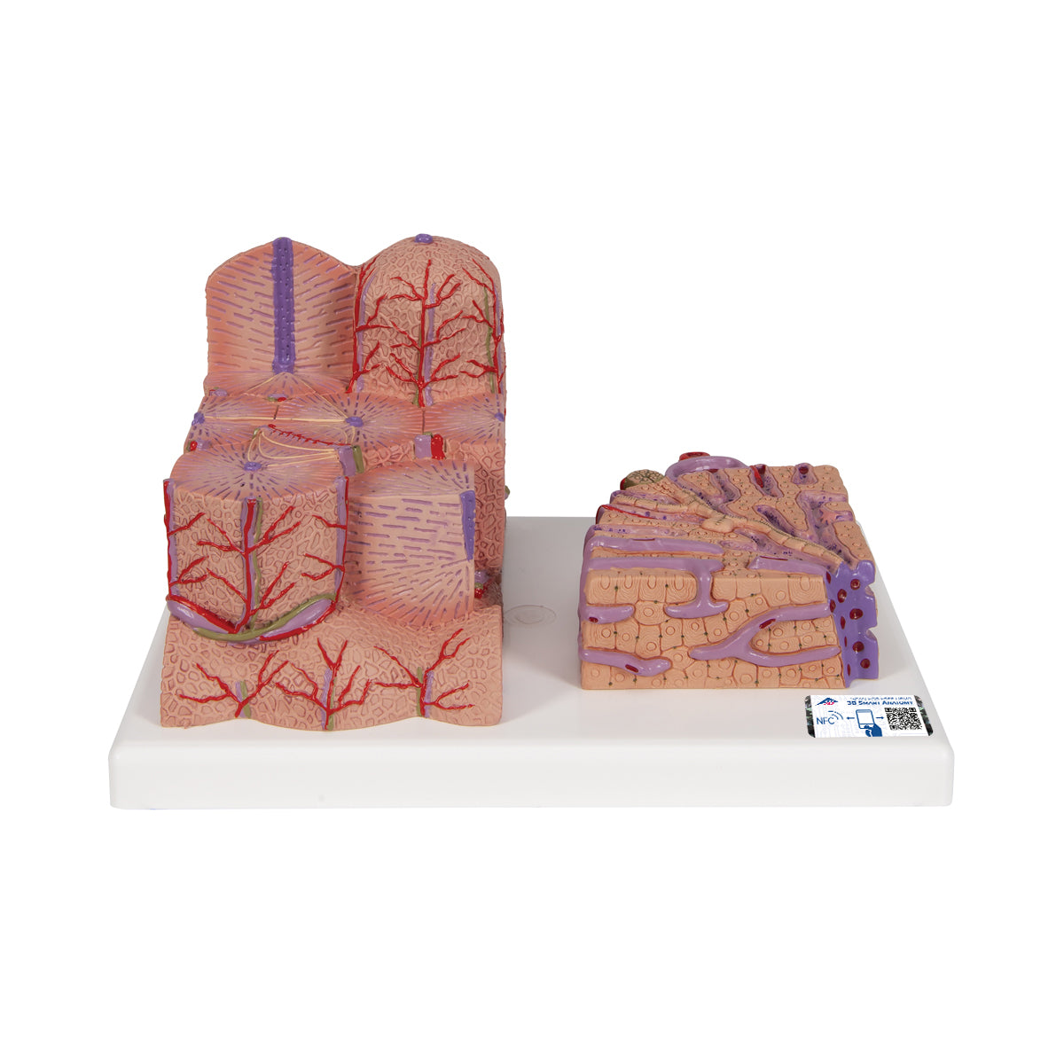 3B MICROanatomy Liver Model
