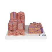 3B MICROanatomy Liver Model