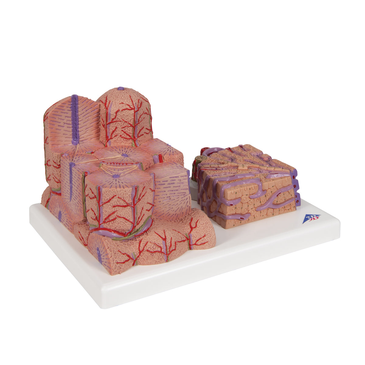 3B MICROanatomy Liver Model