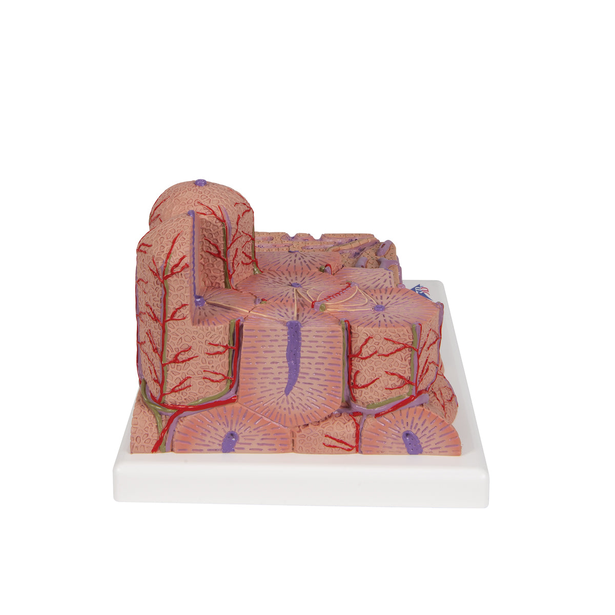 3B MICROanatomy Liver Model