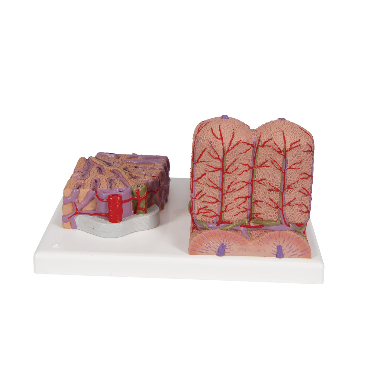 3B MICROanatomy Liver Model