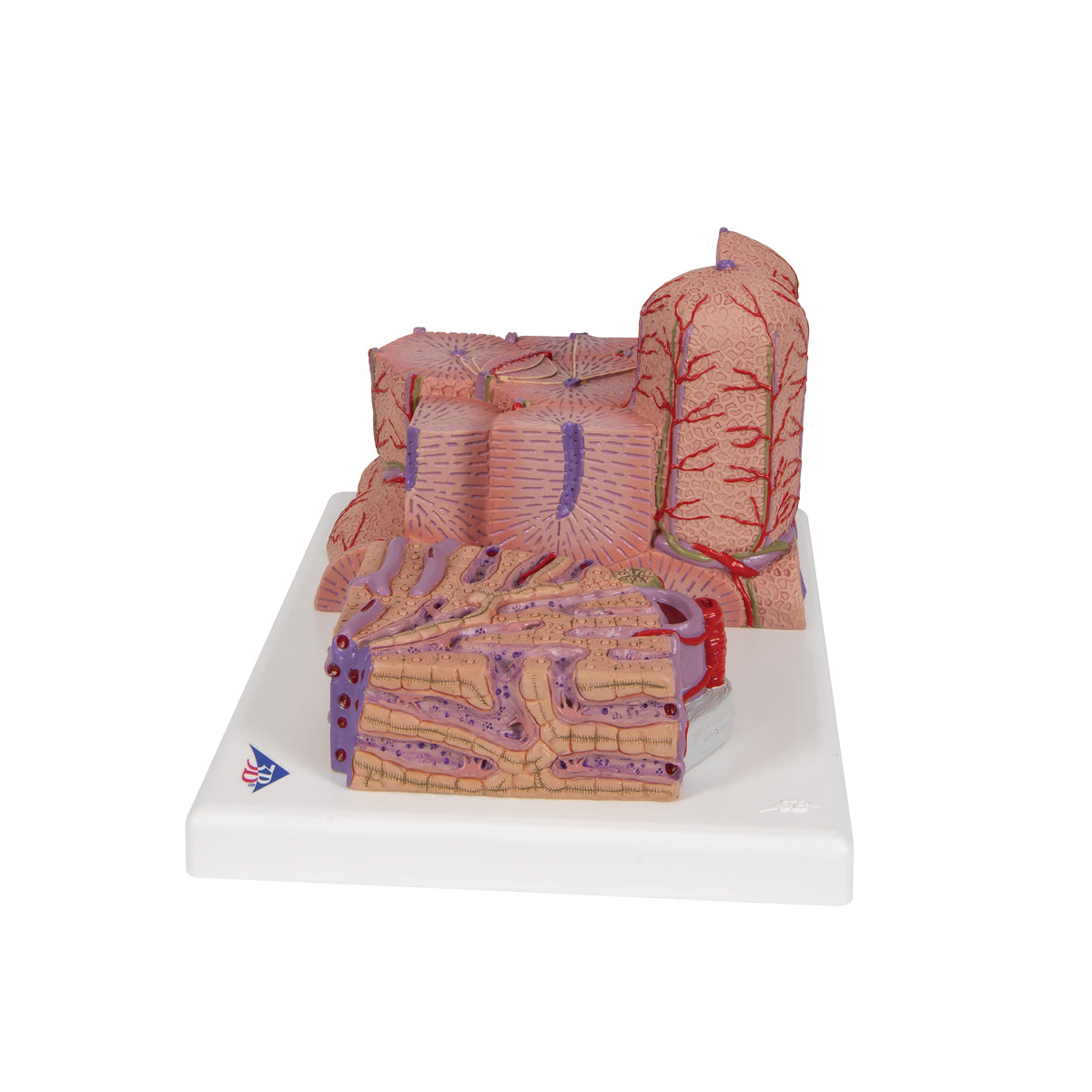 3B MICROanatomy Liver Model