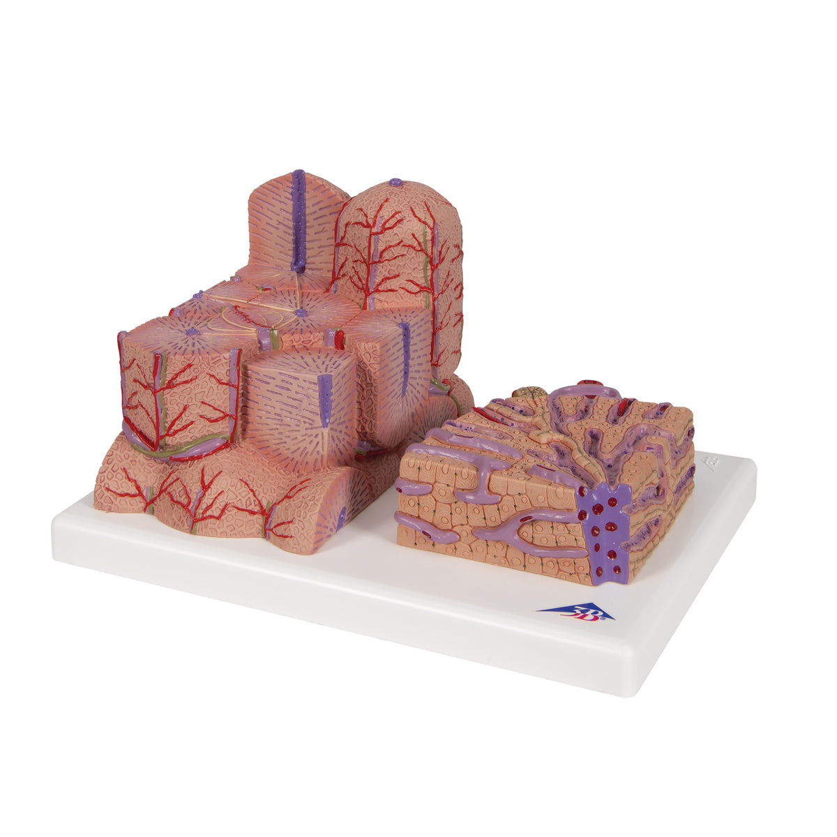 3B MICROanatomy Liver Model