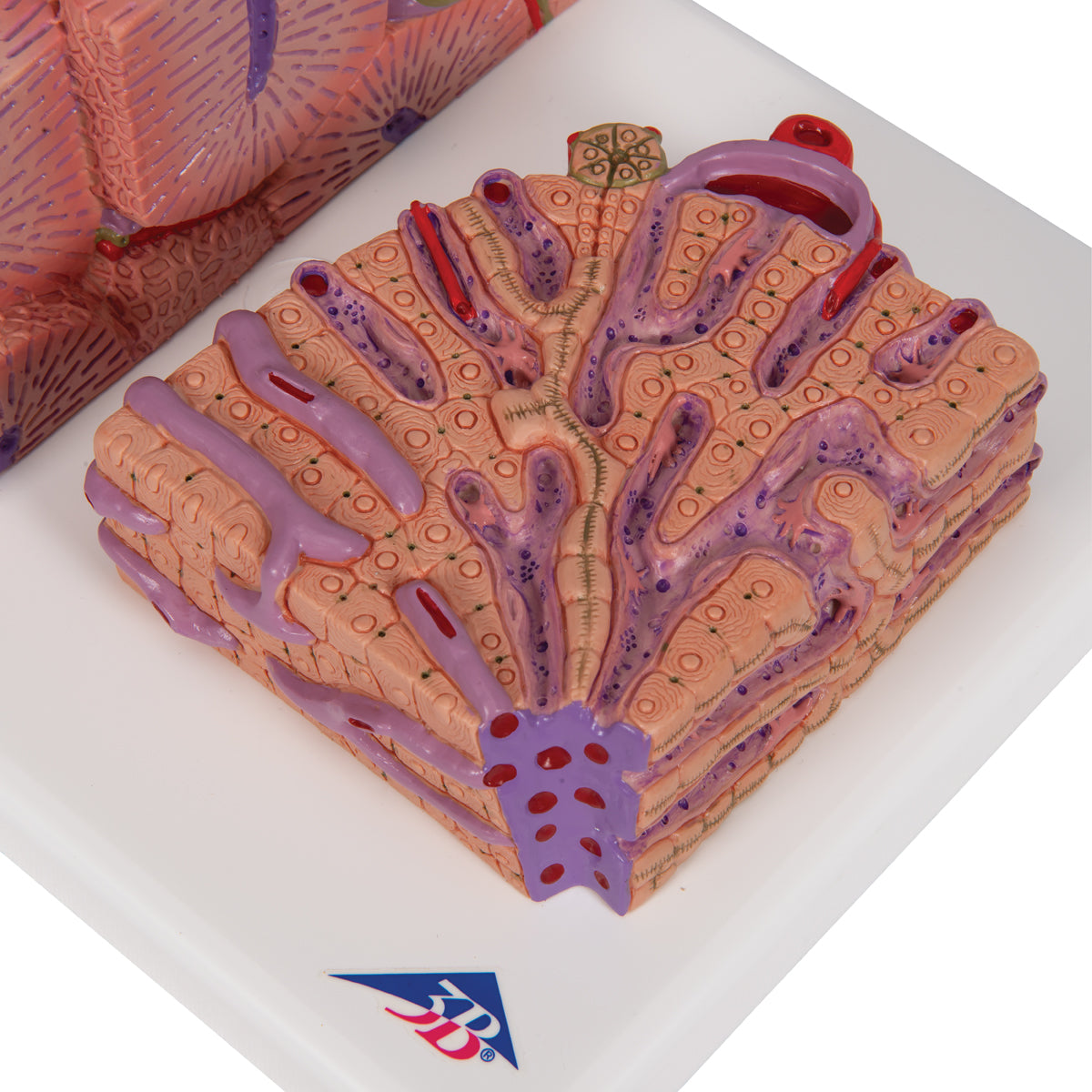 3B MICROanatomy Liver Model