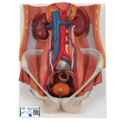 Dual Sex Urinary System Model, 6 part