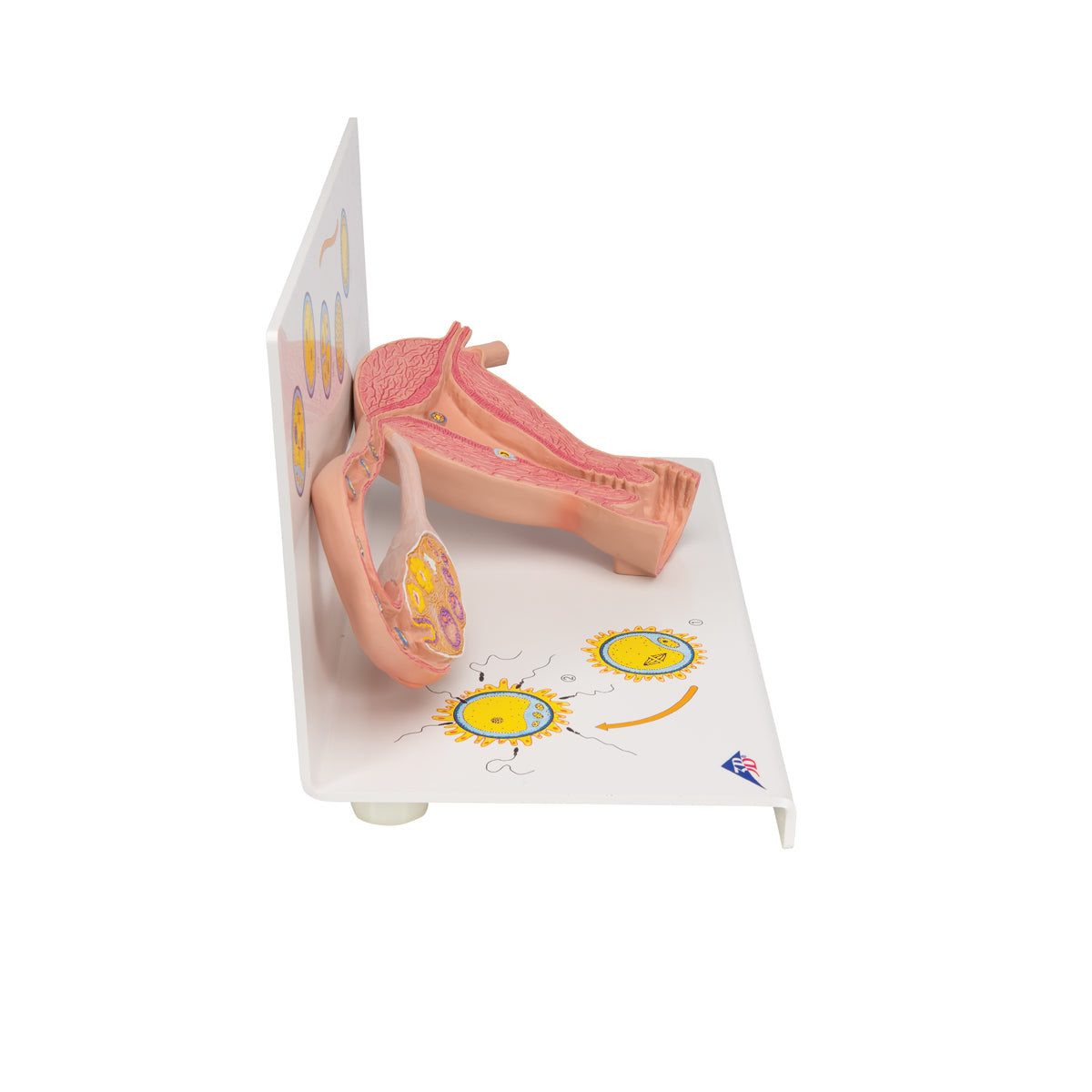 Ovaries & Fallopian Tubes Model with Stages of Fertilization, 2-times magnified
