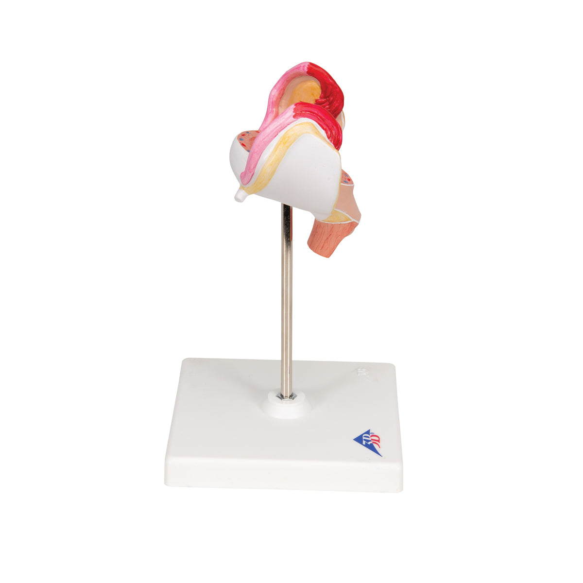 Embryo Model, 1st Month