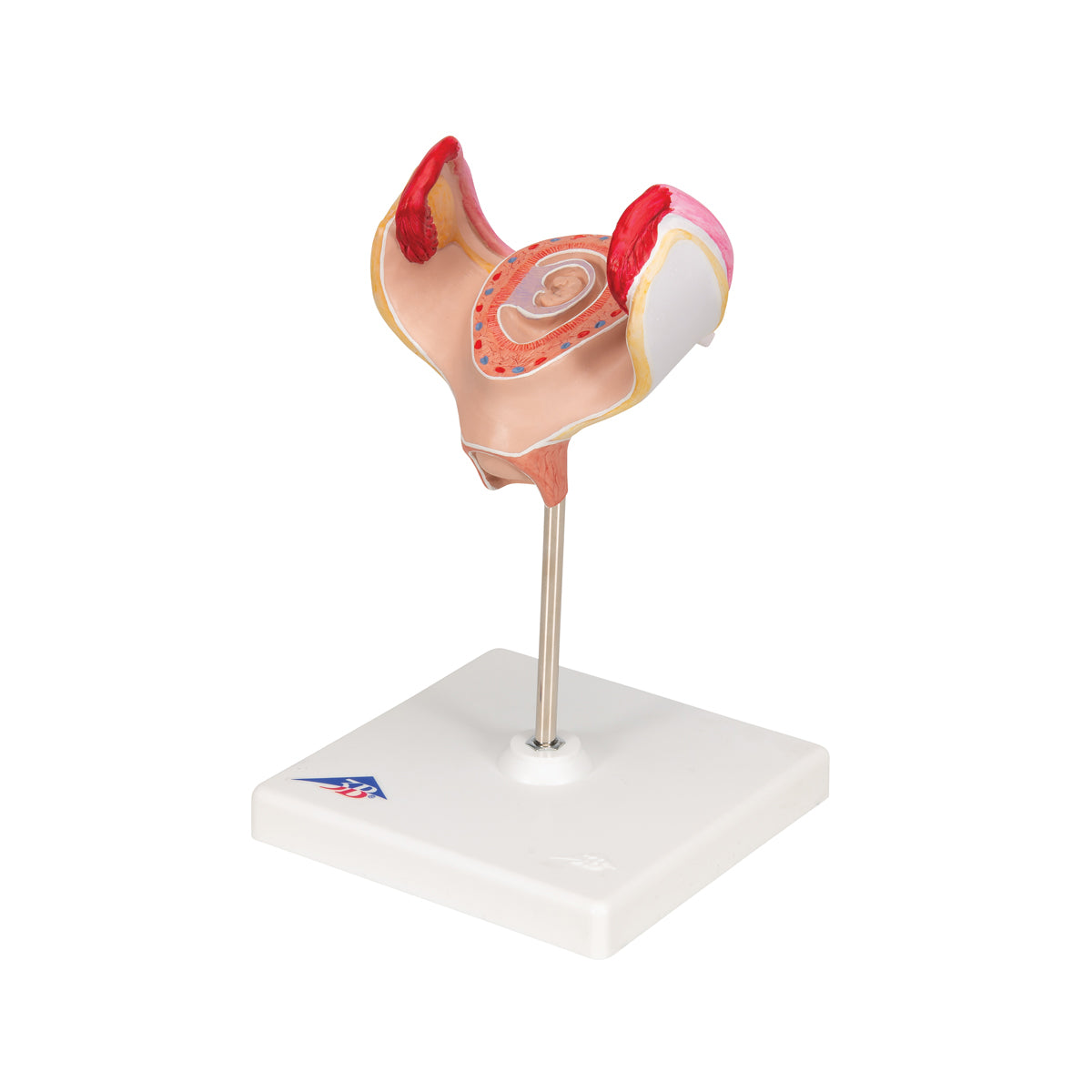 Embryo Model, 1st Month