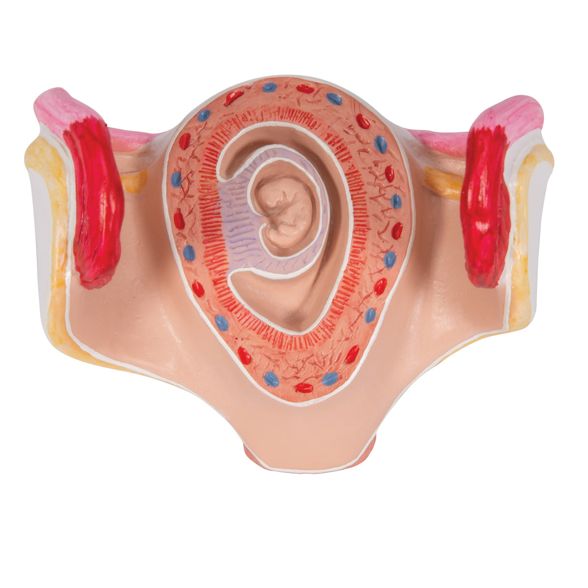 Embryo Model, 1st Month