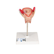 Embryo Model, 2nd Month