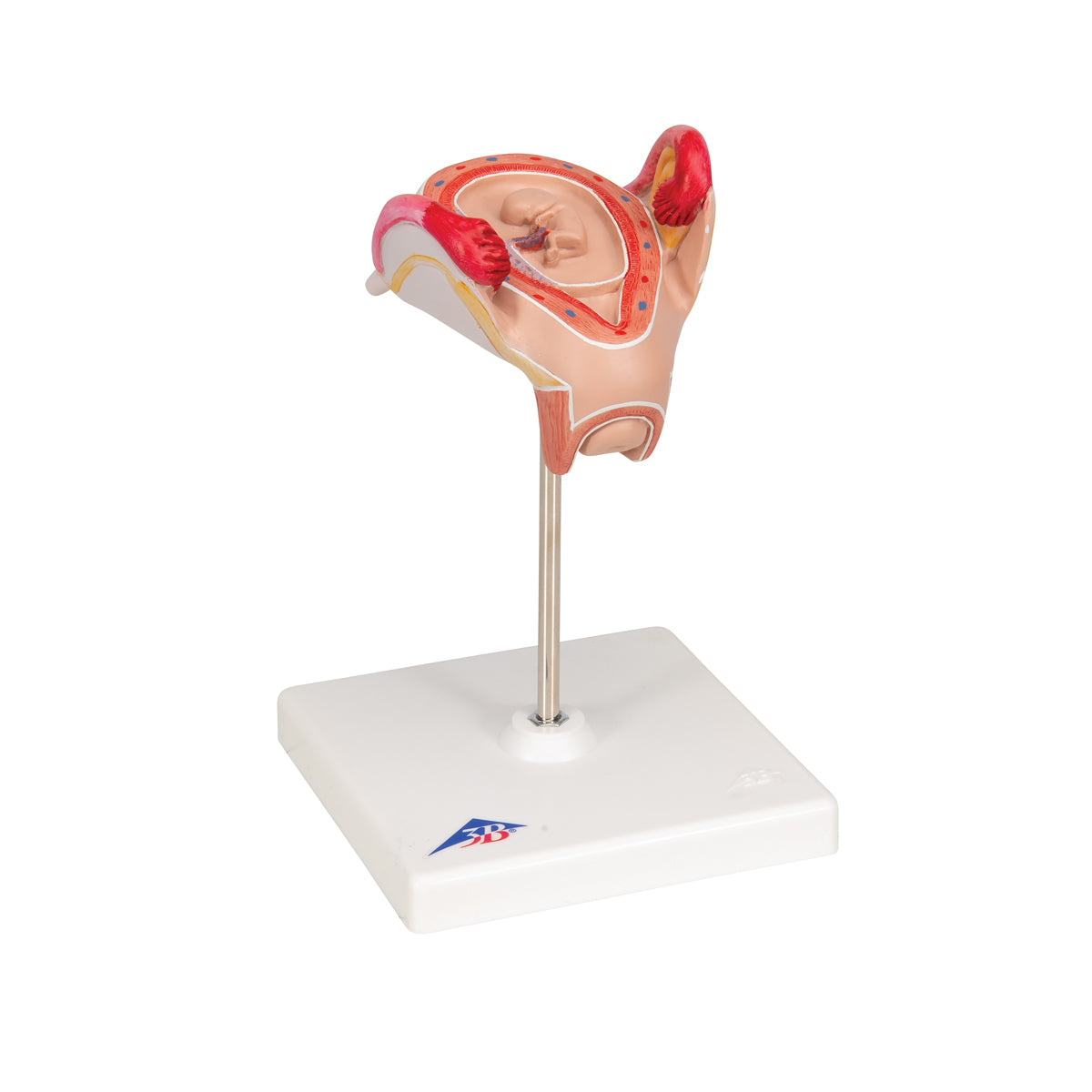 Embryo Model, 2nd Month