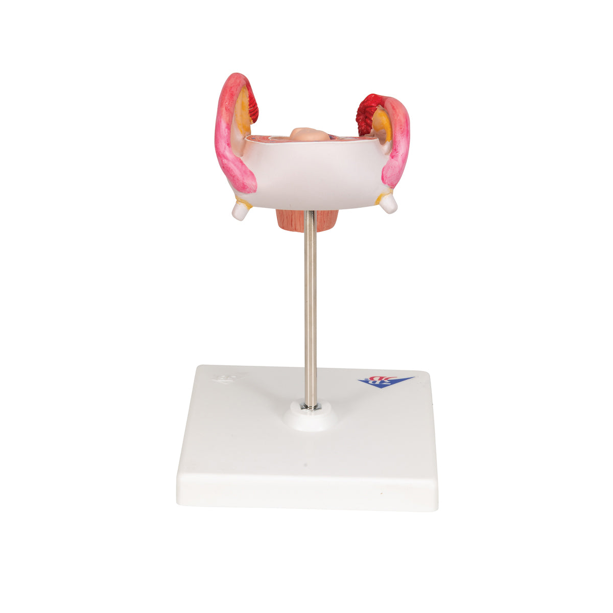 Embryo Model, 2nd Month