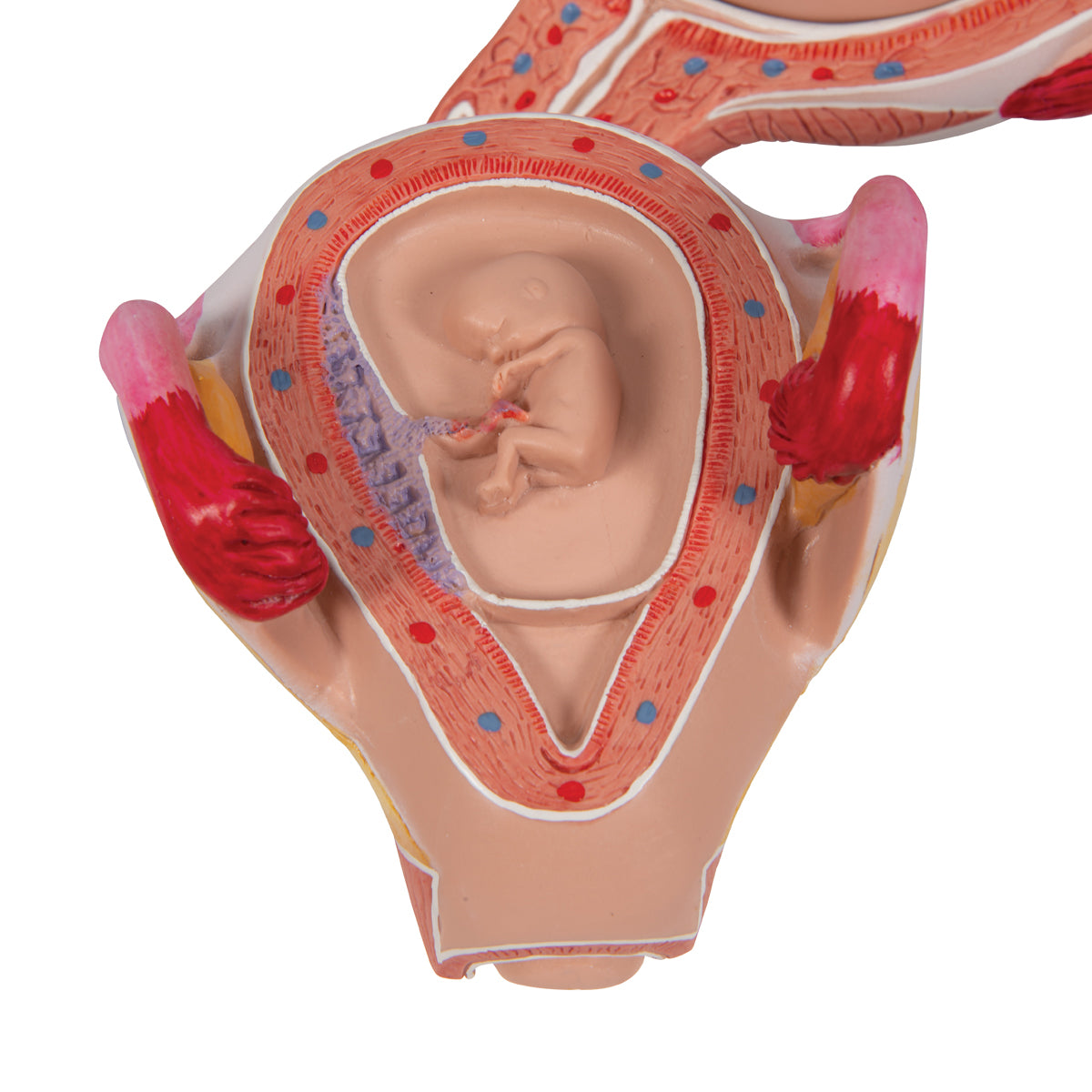 Embryo Model, 2nd Month