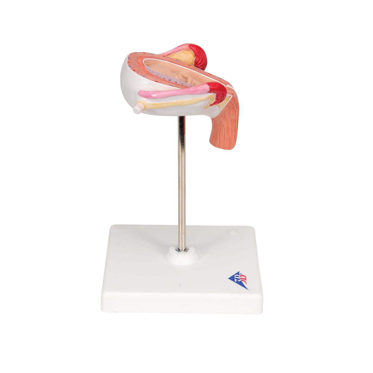 Fetus Model, 3rd Month