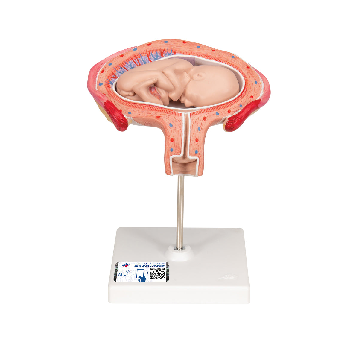 Fetus Model, 4th Month in Abdominal Position