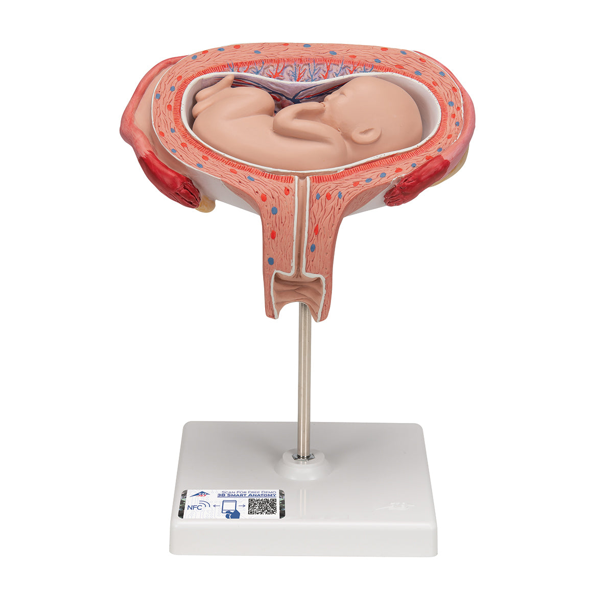Fetus Model, 5th Month in Dorsal Position