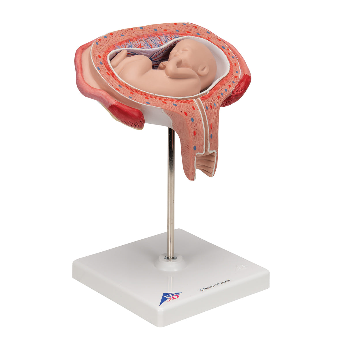 Fetus Model, 5th Month in Dorsal Position