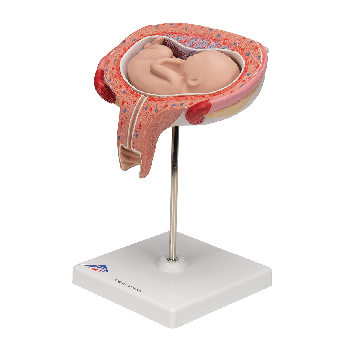 Fetus Model, 5th Month in Dorsal Position