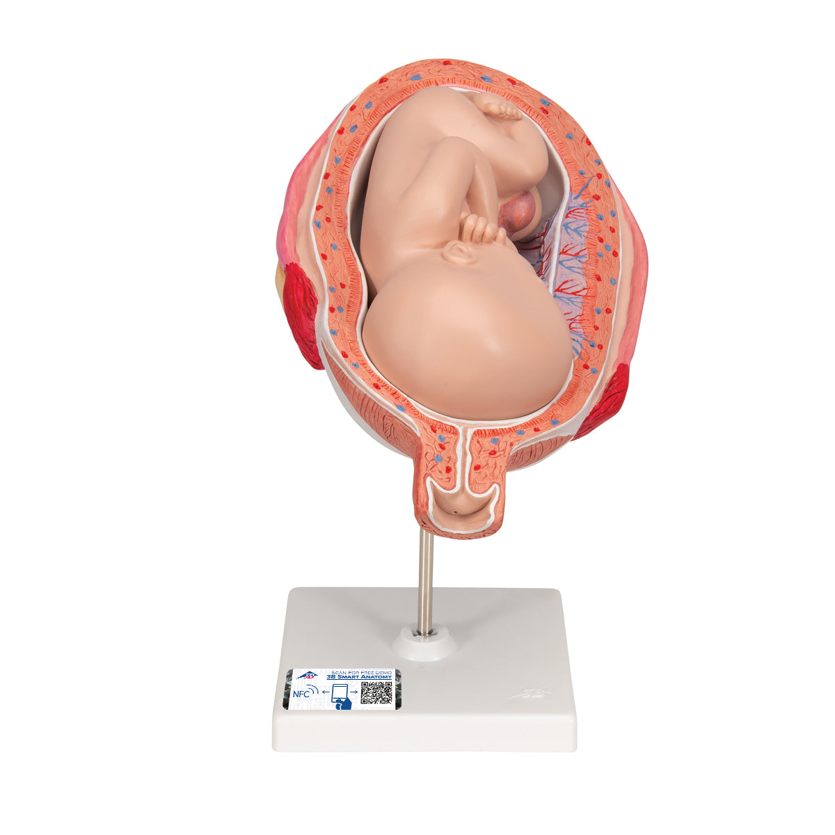 Fetus Model, 7th Month
