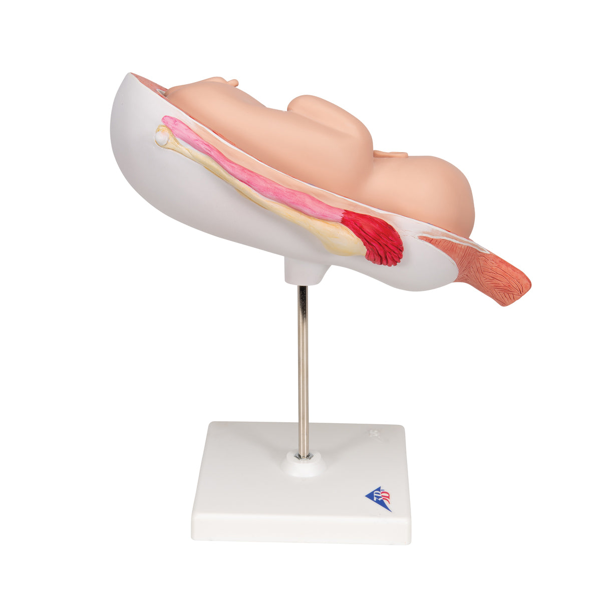 Fetus Model, 7th Month