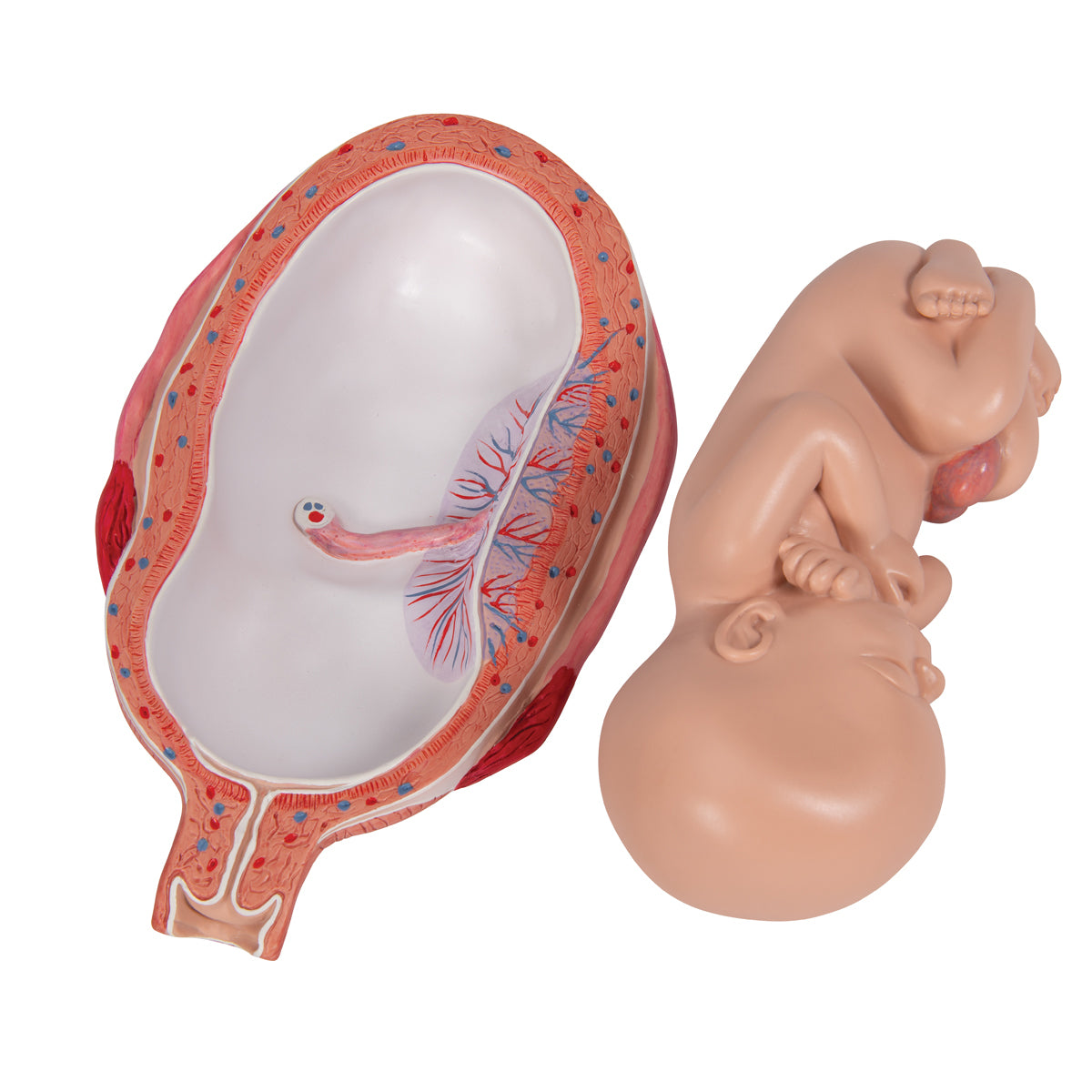 Fetus Model, 7th Month
