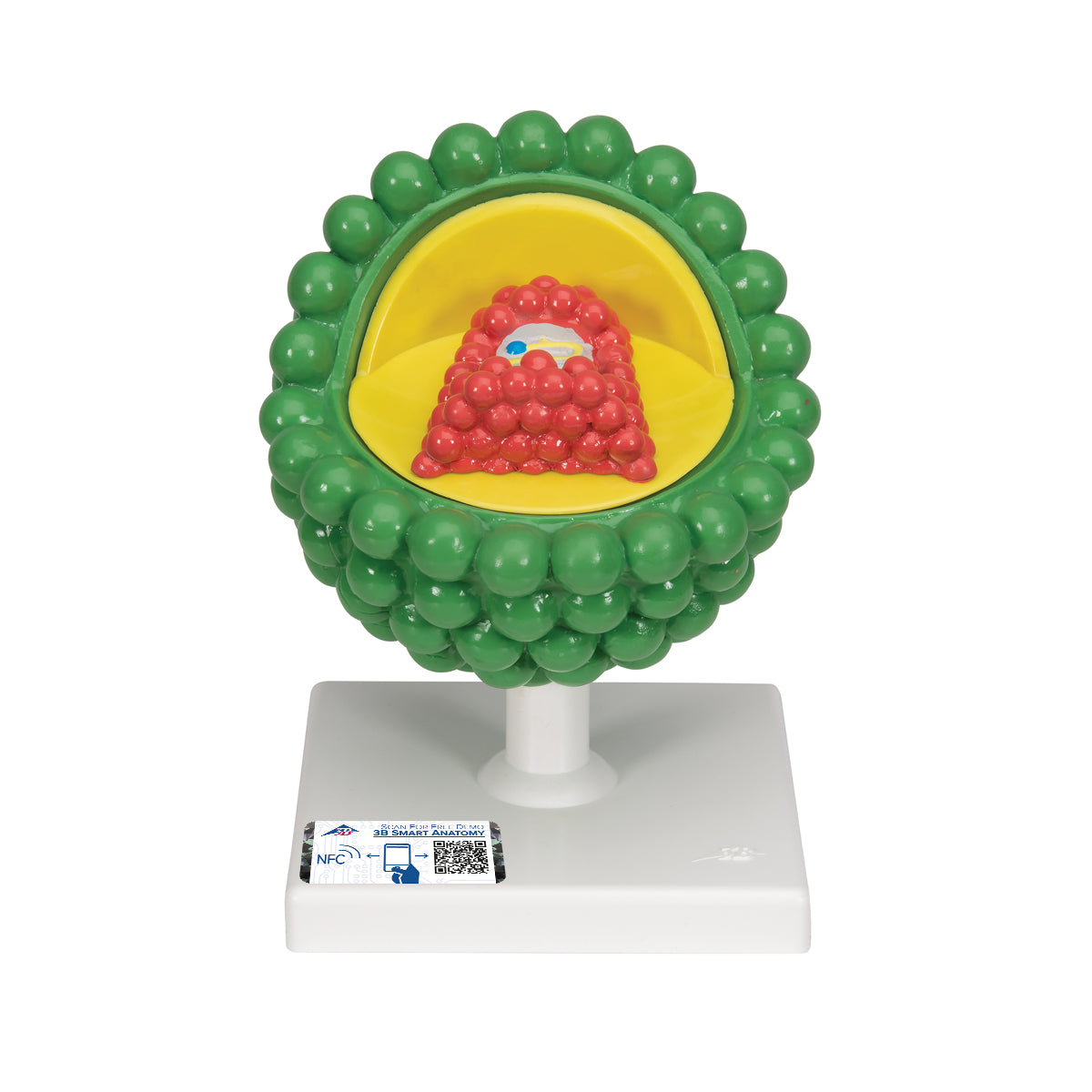HIV Model