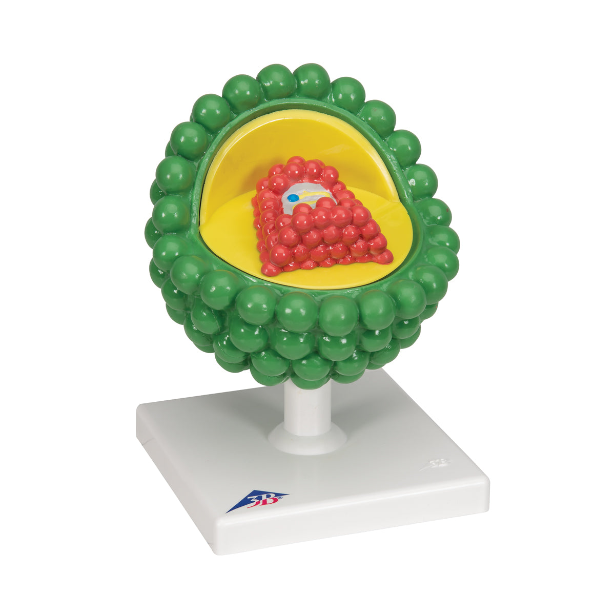 HIV Model