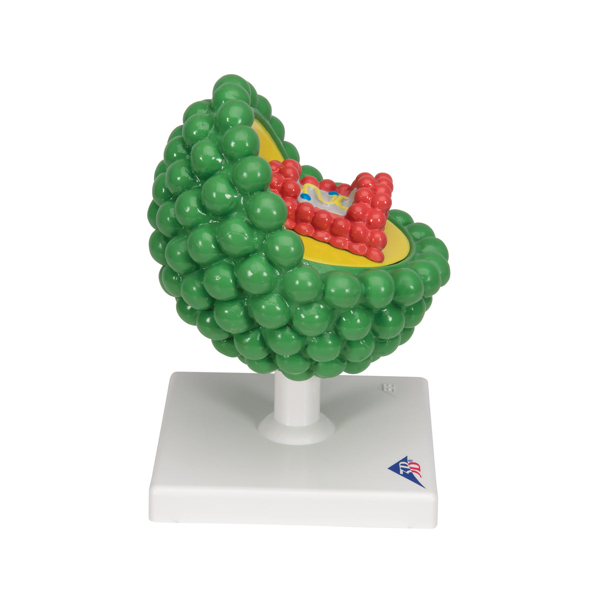 HIV Model