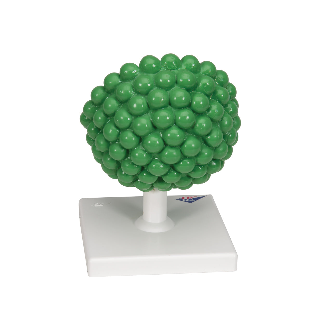 HIV Model