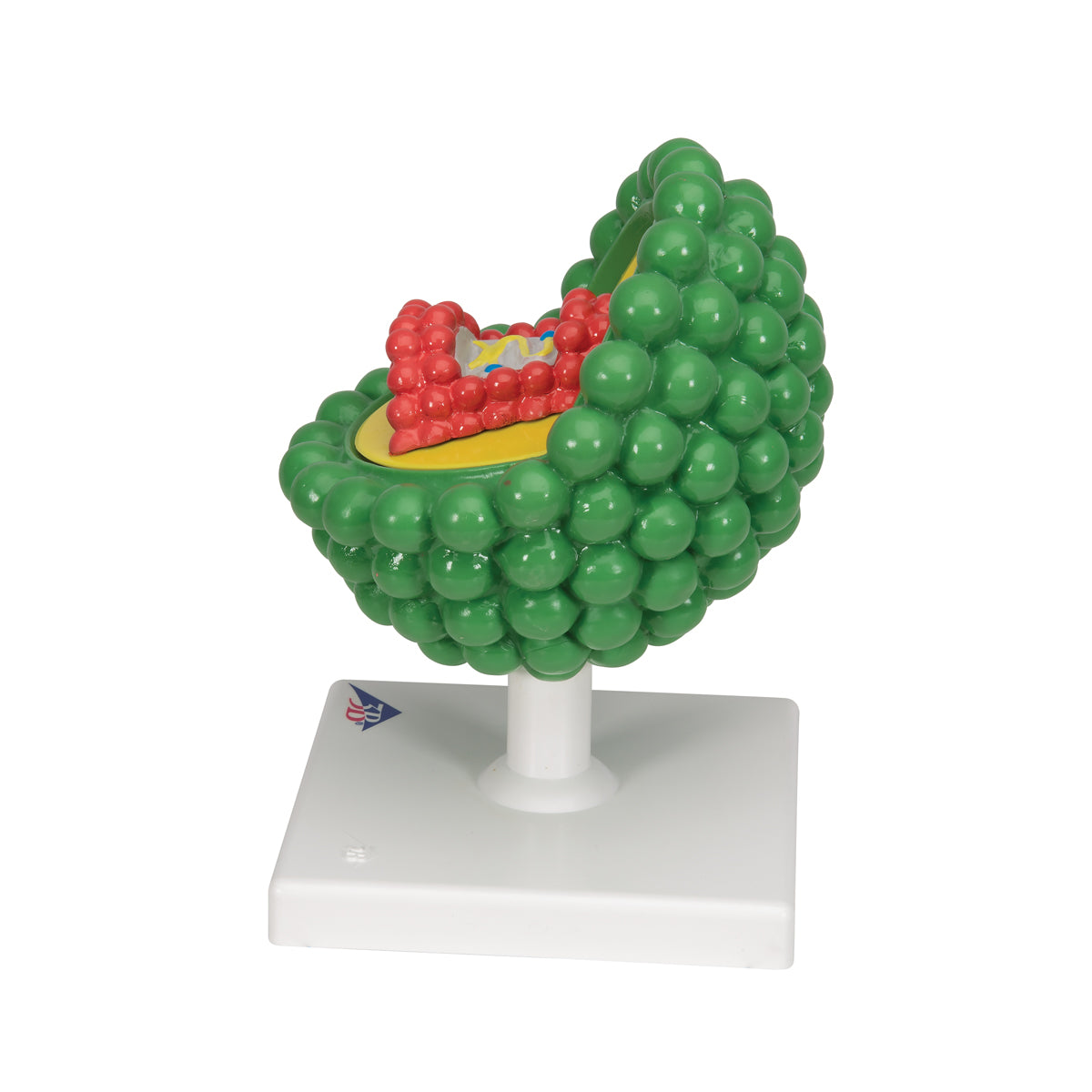 HIV Model