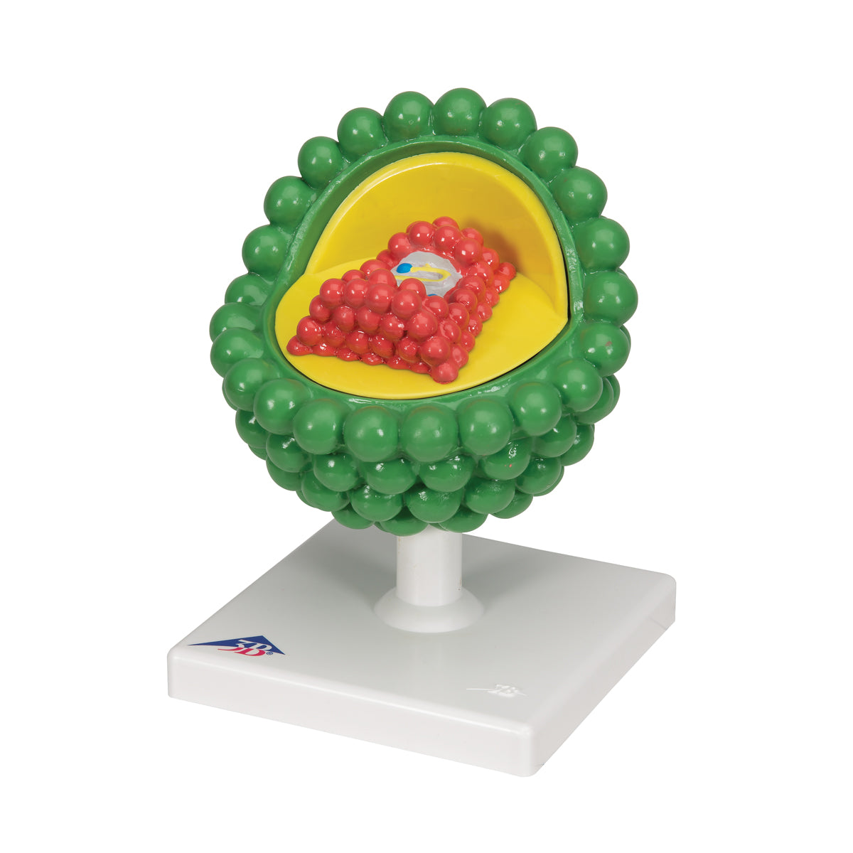 HIV Model
