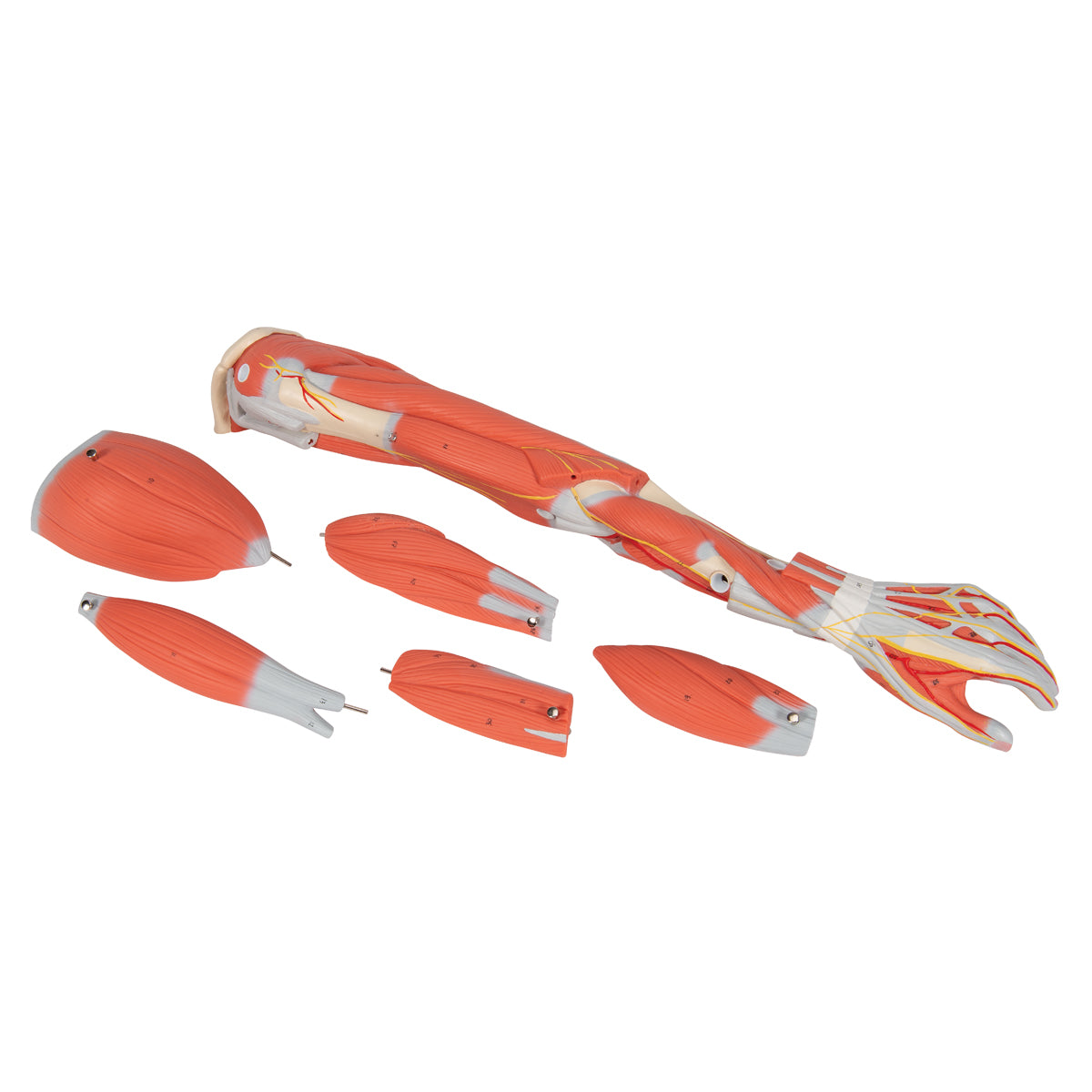 Muscle Arm Model, 3/4 Life-Size, 6 part
