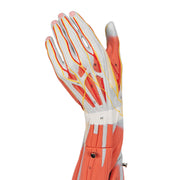 Muscle Arm Model, 3/4 Life-Size, 6 part