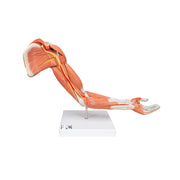 Life-Size Deluxe Muscle Arm Model, 6 part
