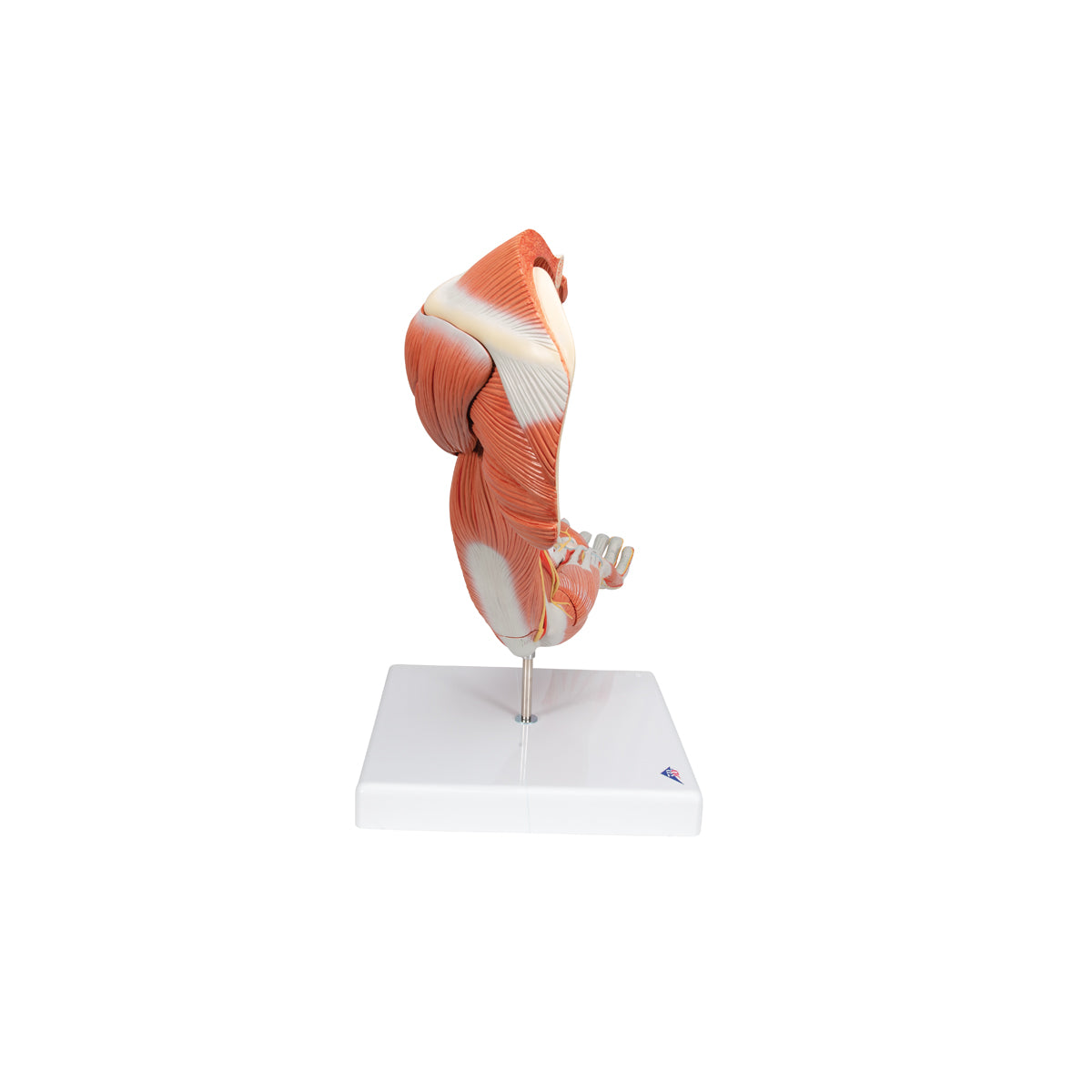 Life-Size Deluxe Muscle Arm Model, 6 part