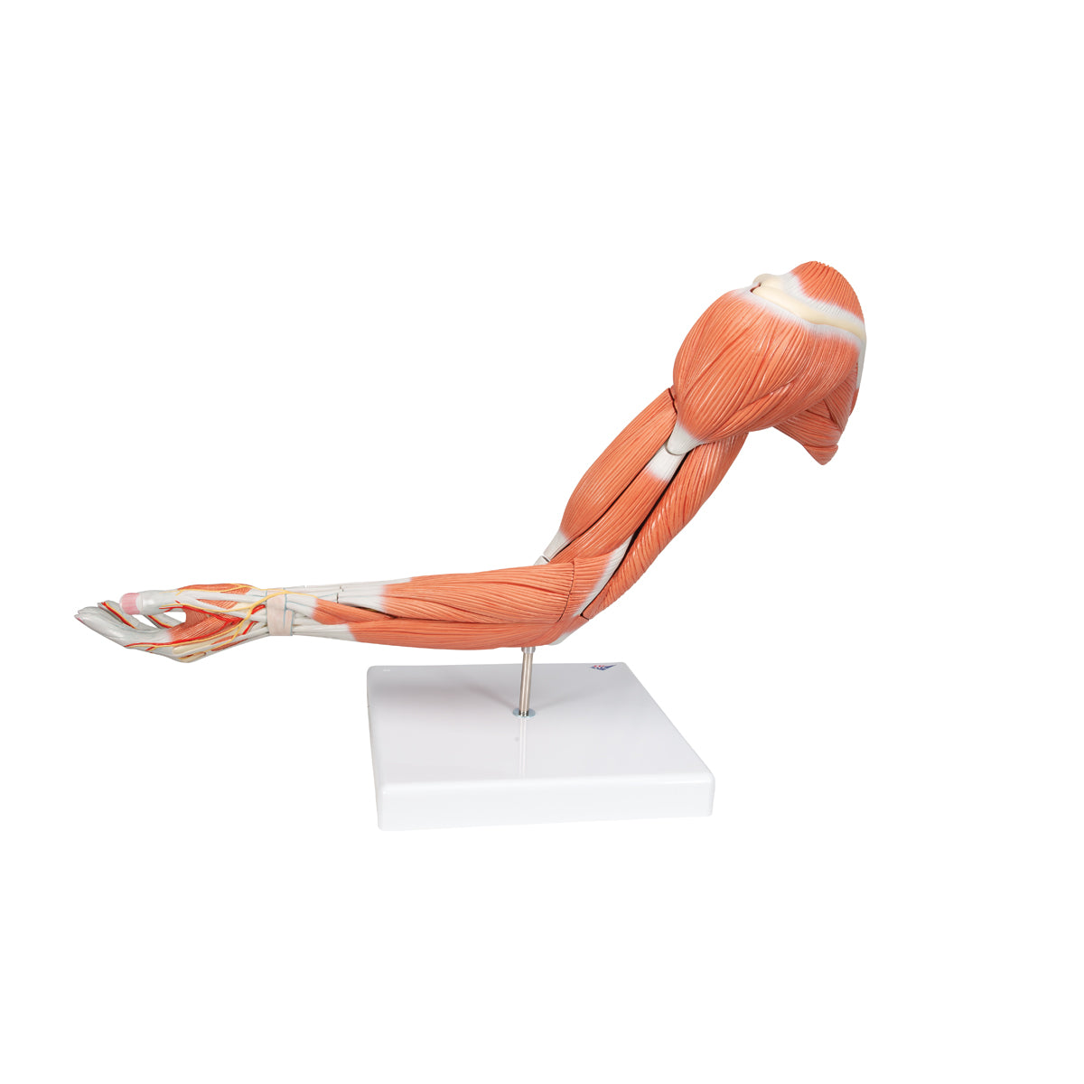 Life-Size Deluxe Muscle Arm Model, 6 part