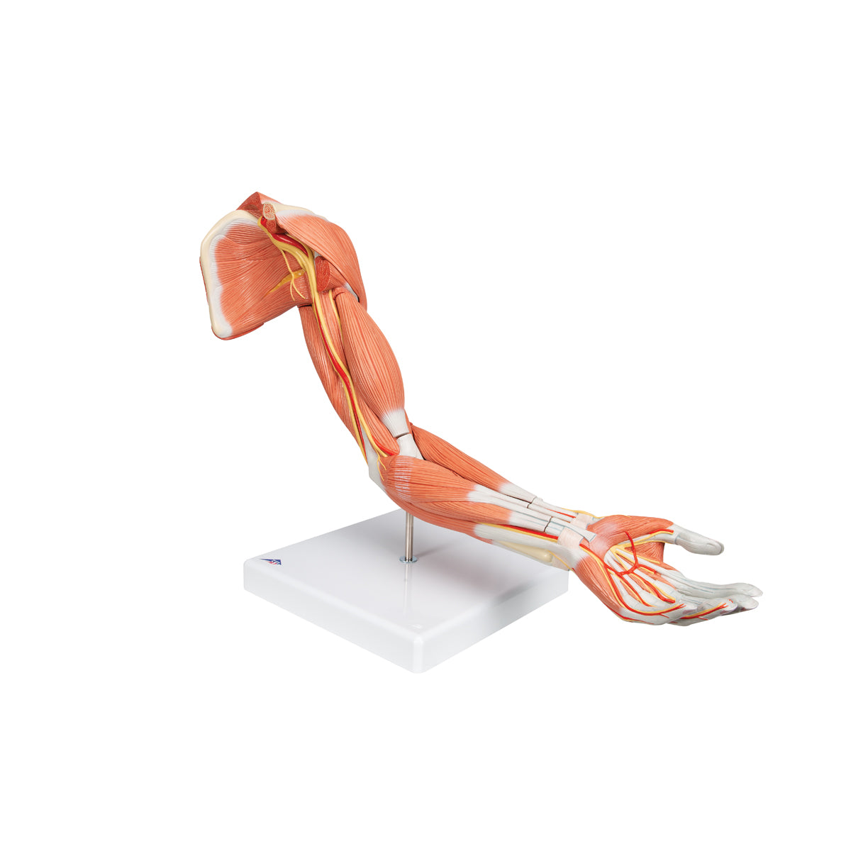 Life-Size Deluxe Muscle Arm Model, 6 part