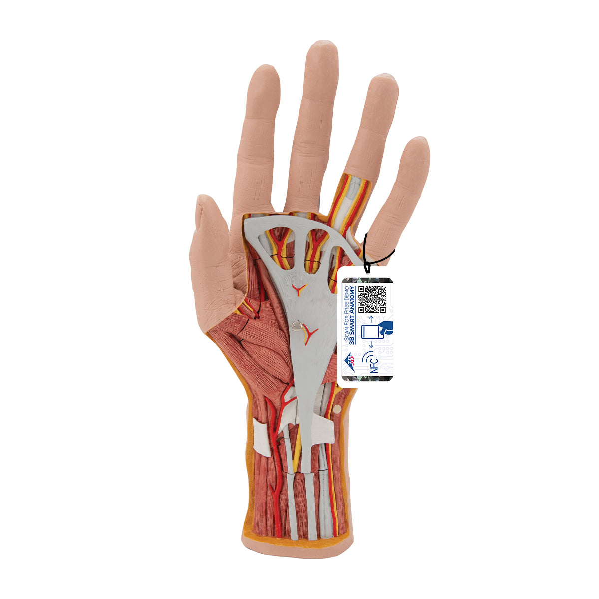 Life-Size Hand Model with Muscles, Tendons, Ligaments, Nerves & Arteries, 3 part