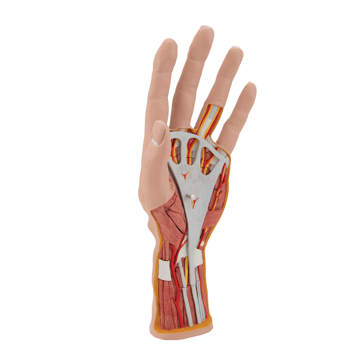 Life-Size Hand Model with Muscles, Tendons, Ligaments, Nerves & Arteries, 3 part