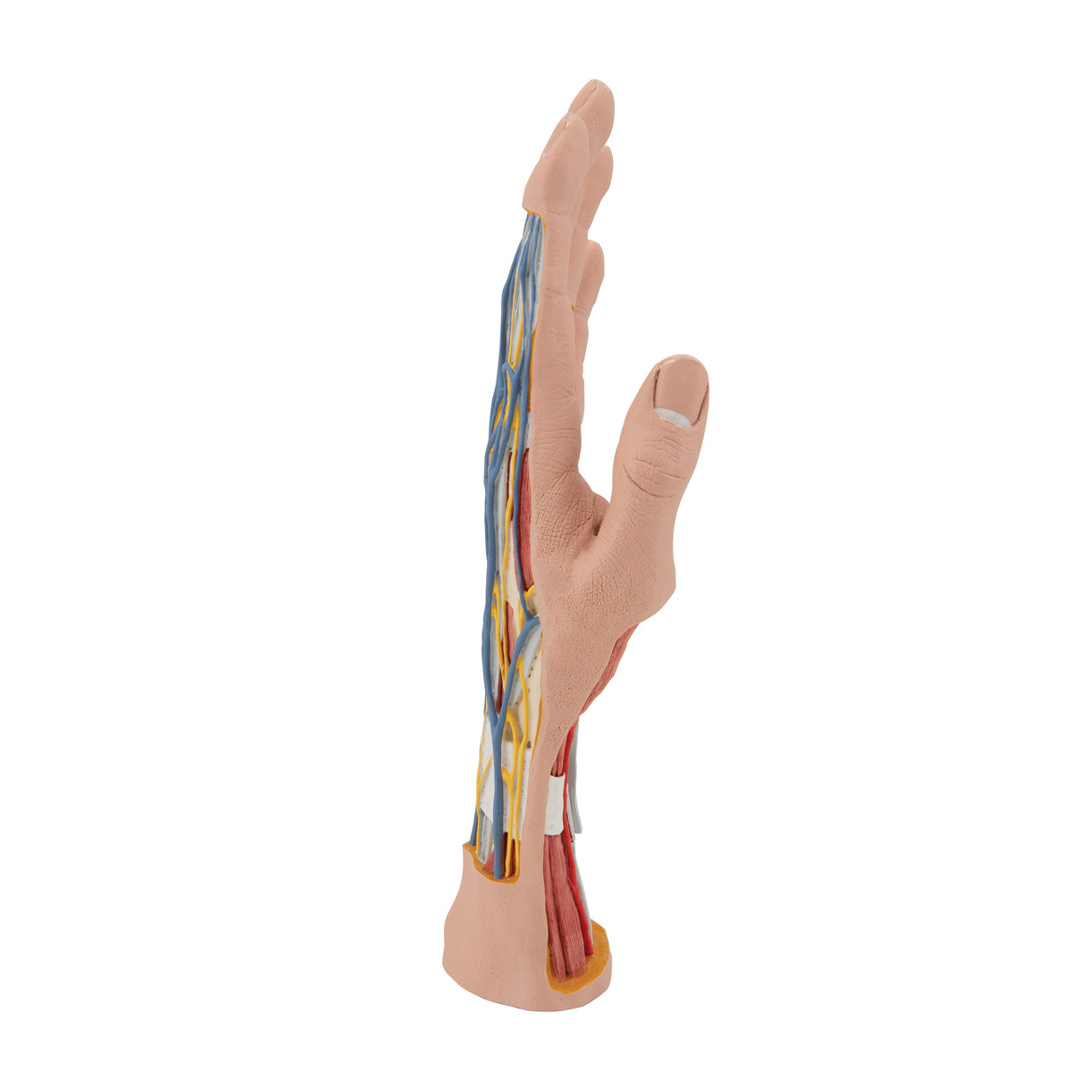 Life-Size Hand Model with Muscles, Tendons, Ligaments, Nerves & Arteries, 3 part