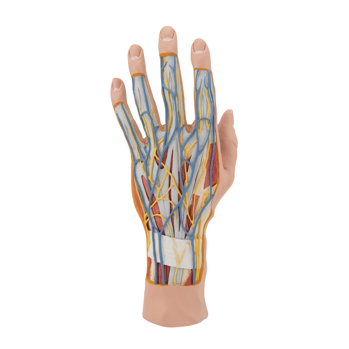 Life-Size Hand Model with Muscles, Tendons, Ligaments, Nerves & Arteries, 3 part