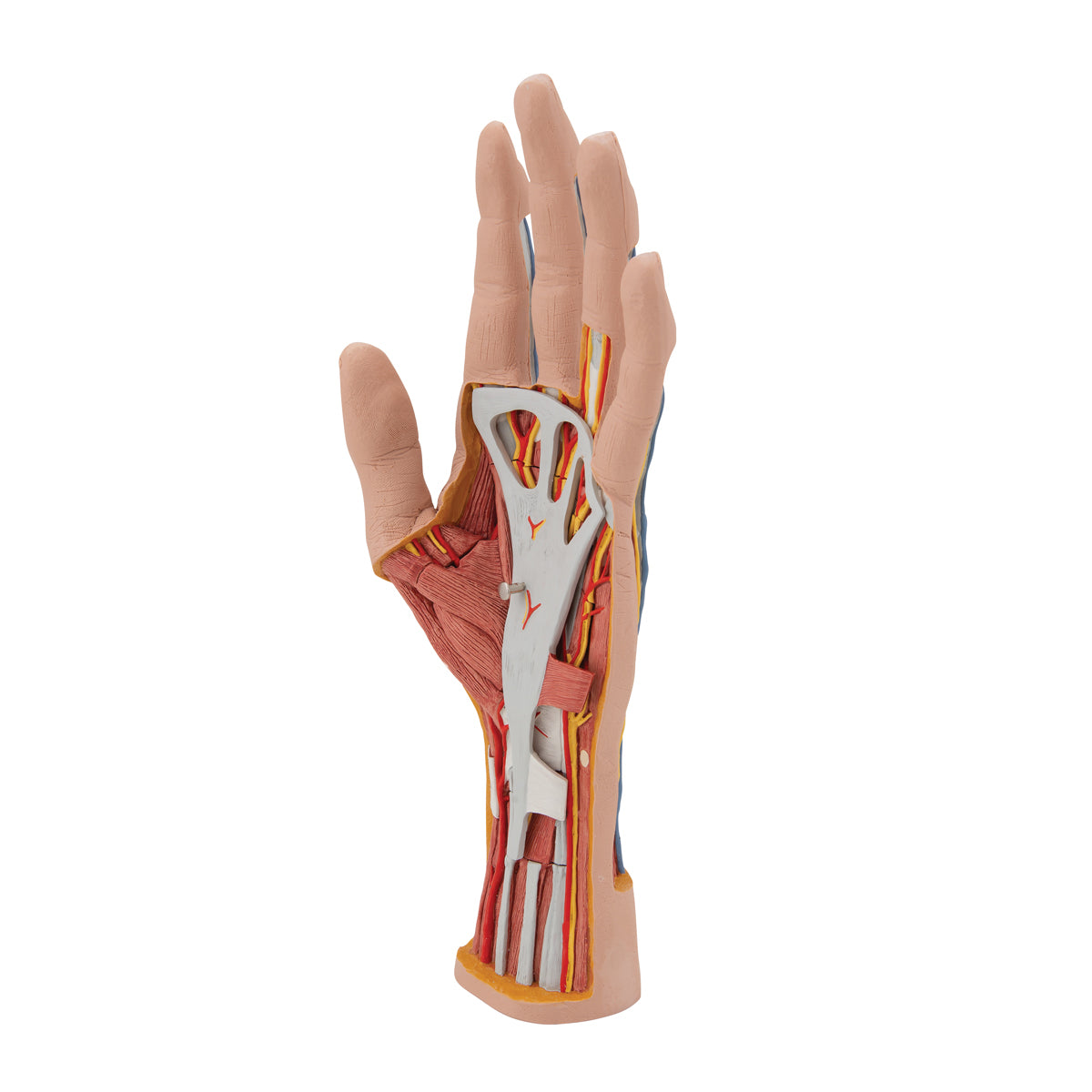 Life-Size Hand Model with Muscles, Tendons, Ligaments, Nerves & Arteries, 3 part