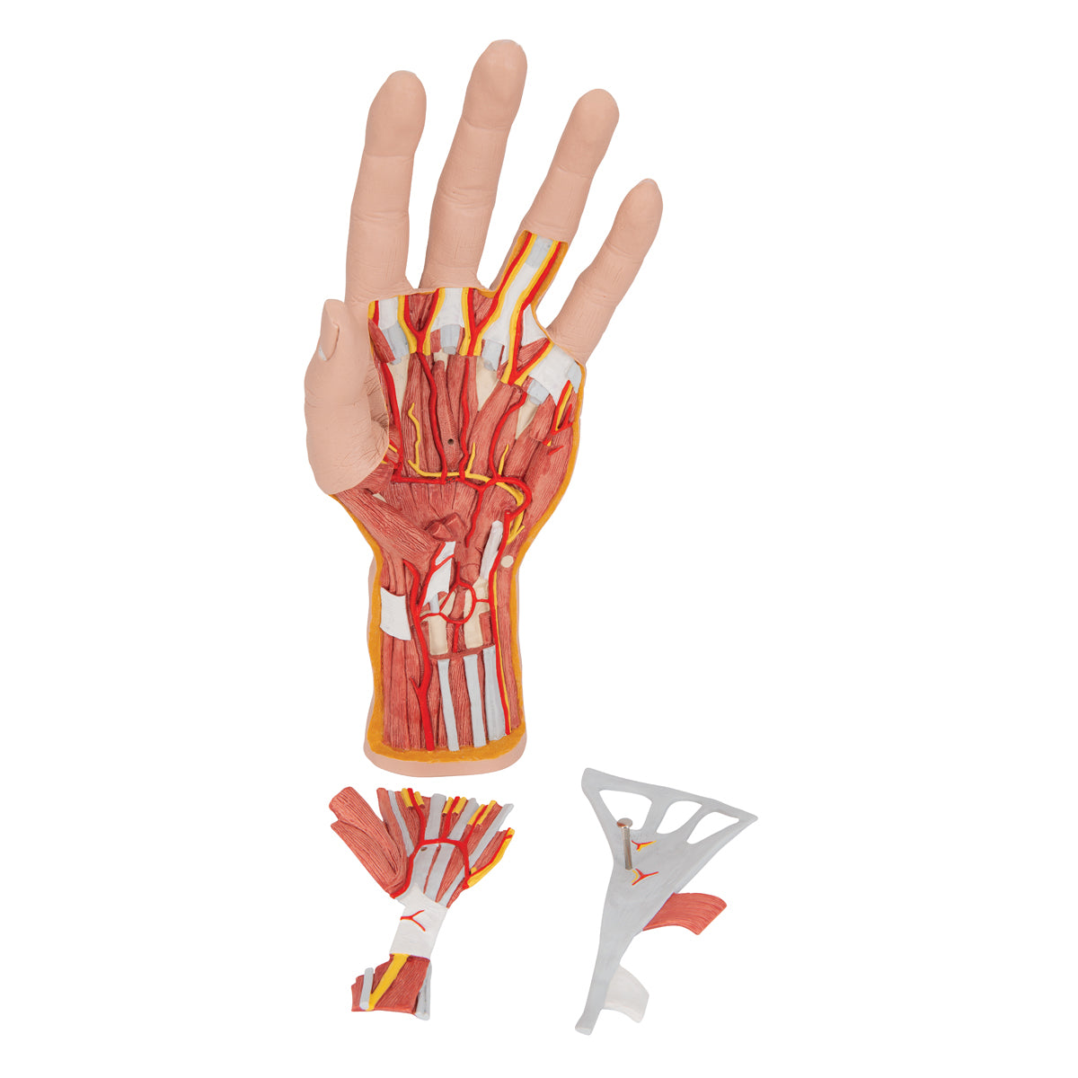 Life-Size Hand Model with Muscles, Tendons, Ligaments, Nerves & Arteries, 3 part