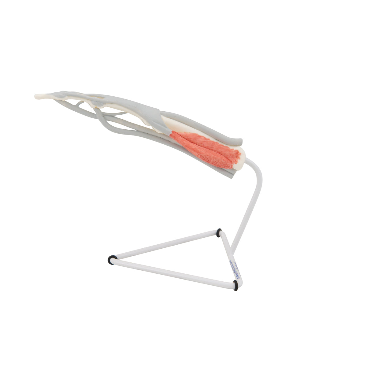 Life-Size Finger Model with Muscles & Tendons